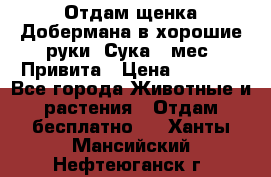 Отдам щенка Добермана в хорошие руки. Сука 5 мес. Привита › Цена ­ 5 000 - Все города Животные и растения » Отдам бесплатно   . Ханты-Мансийский,Нефтеюганск г.